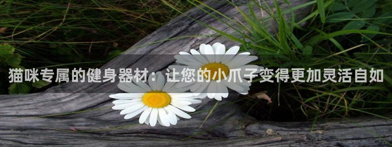 凯捷体育平台是正规平台吗知乎：猫咪专属的健身器材：让您的小爪