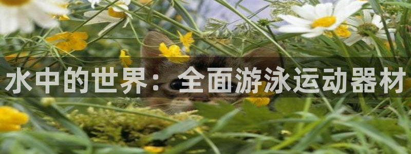 凯捷体育平台注册要钱吗是真的吗：水中的世界：全面游泳